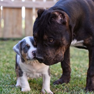 The Incredibullz - Xl American Bully Breeders