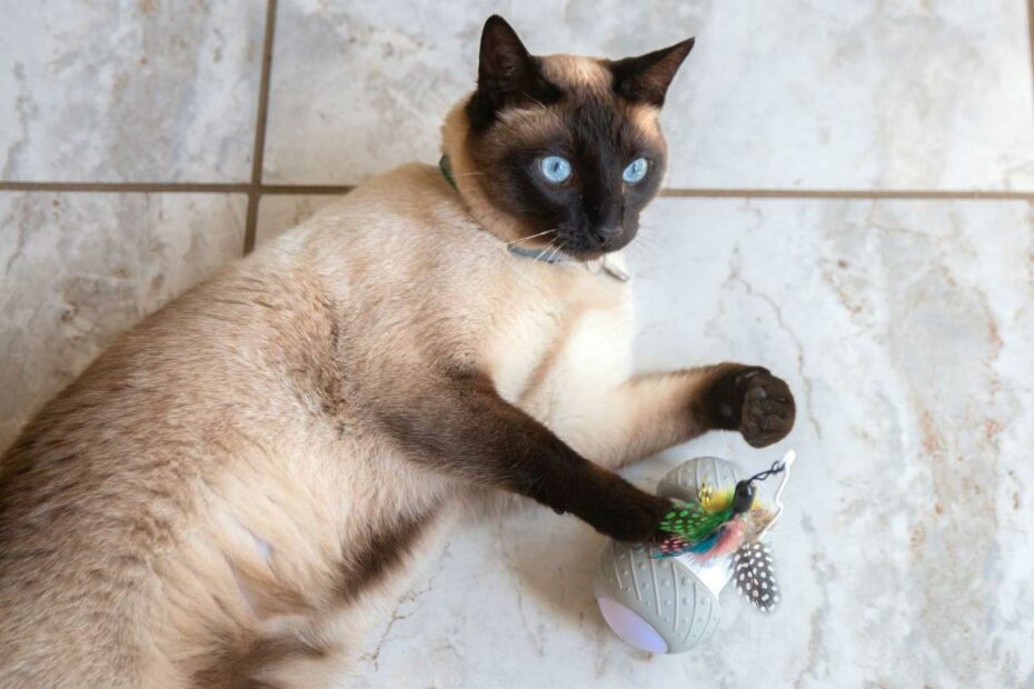 The 11 Best Cat Toys Of 2023 That Your Cat Will Love