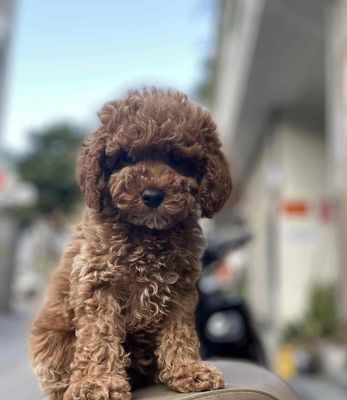 Mua Bán Chó Poodle Toy Con, Trưởng Thành Dễ Nuôi, Giá Rẻ