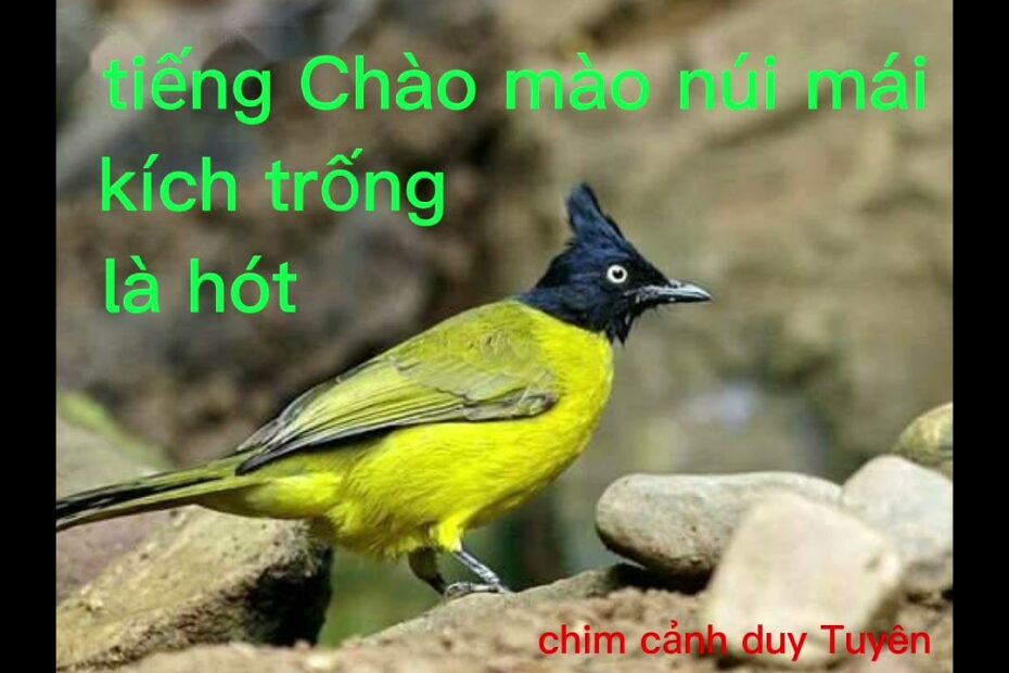 Tiếng Chào Mào Núi Mái Kích Trống Là Hót - Youtube