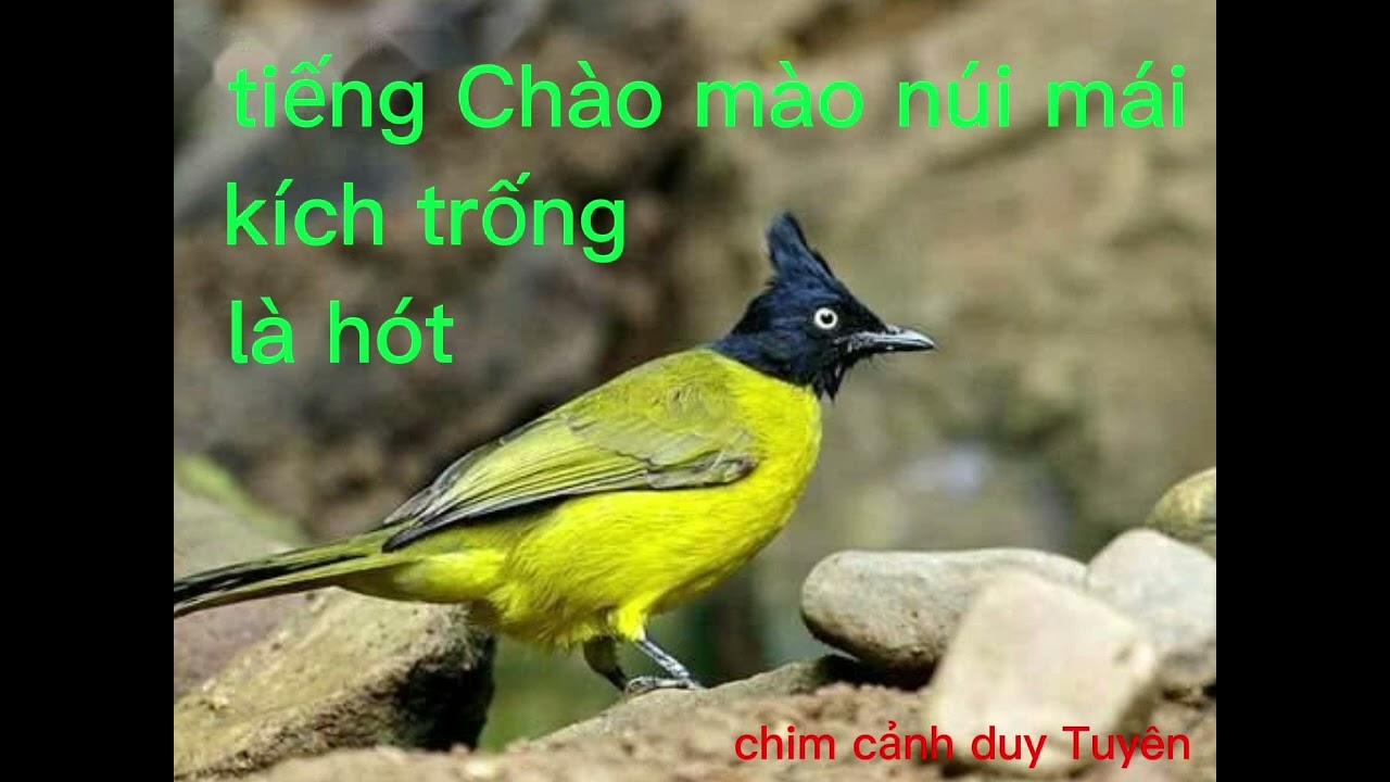 Tiếng Chào Mào Núi Mái Kích Trống Là Hót - Youtube