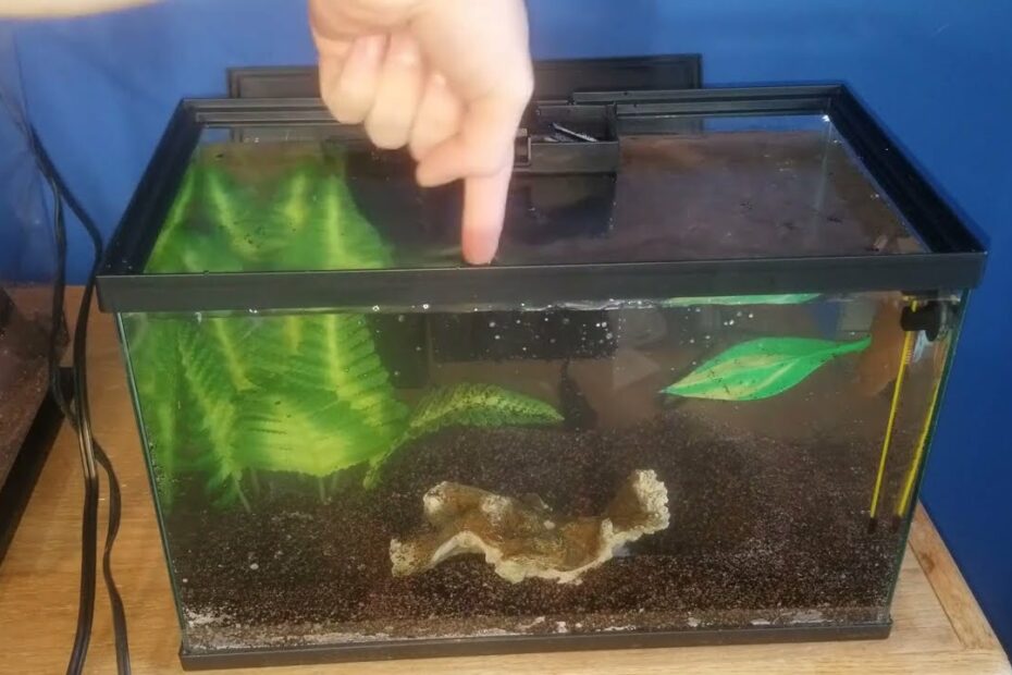 Top Fin All In One Betta Tank Setup - Youtube