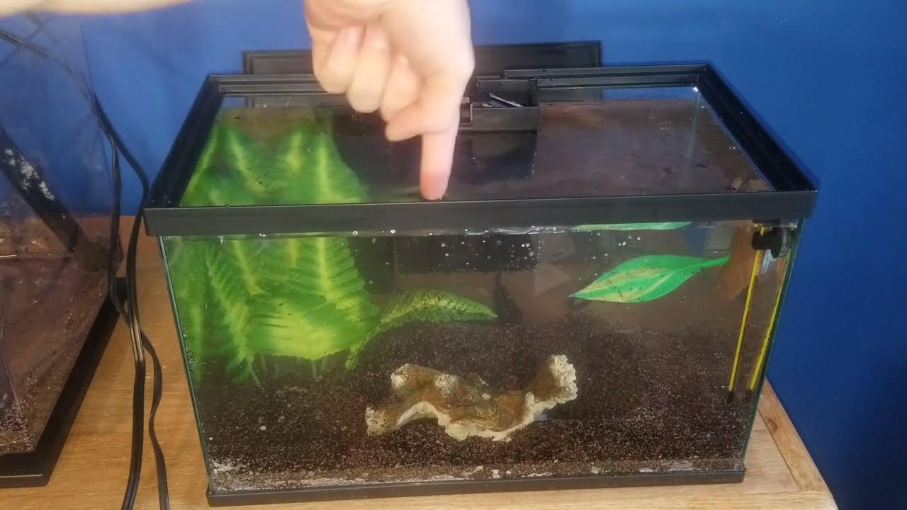 Top Fin All In One Betta Tank Setup - Youtube