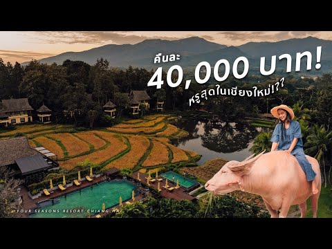 นอนรีสอร์ทหรูเชียงใหม่คืนละ 40,000! ลองขี่ควายเผือกครั้งแรก | Four Seasons Resort Chiang Mai