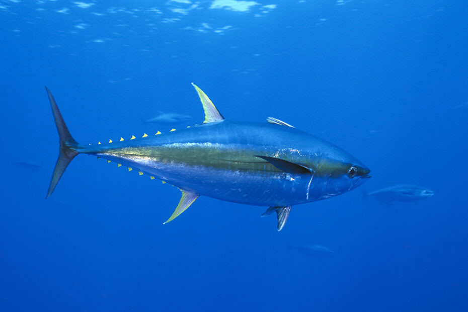 Yellowfin Tuna - Underwater Journal Marine Life Ahi Tuna