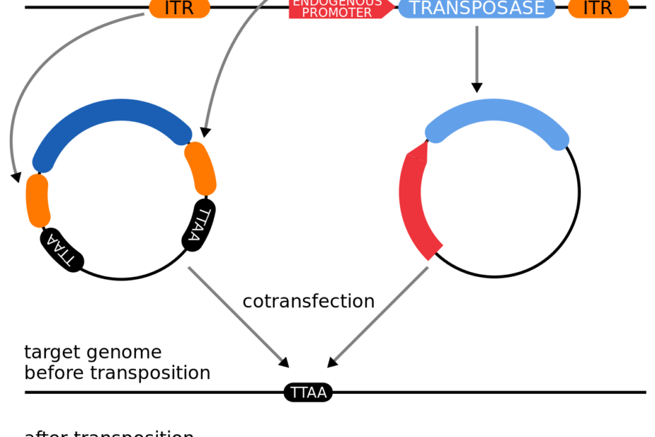 Genetically Modified Organism - Wikipedia