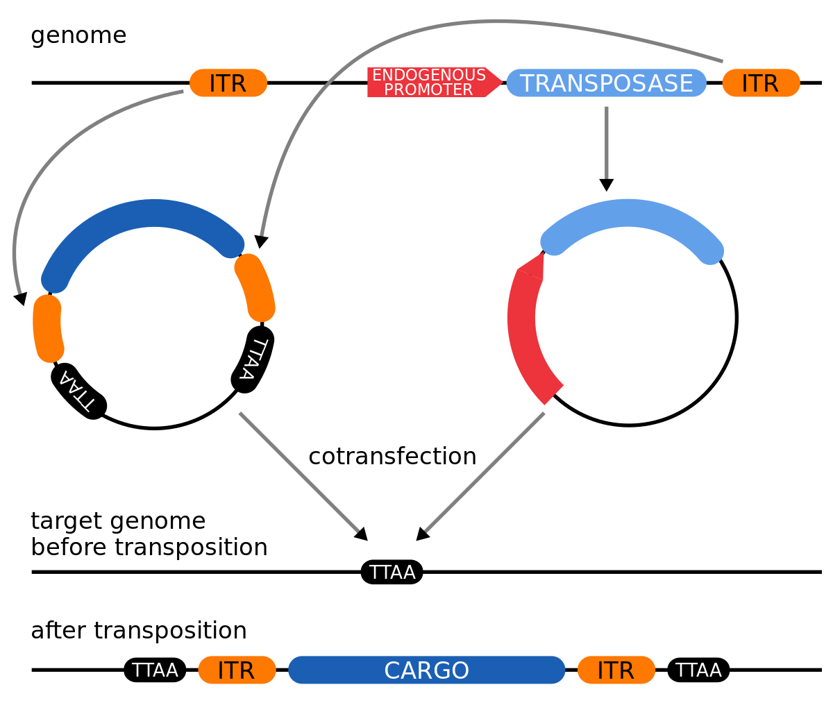 Genetically Modified Organism - Wikipedia