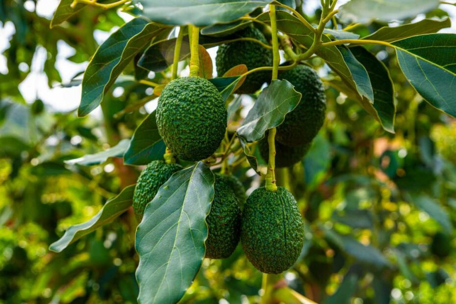 Your Guide To Growing An Avocado Tree