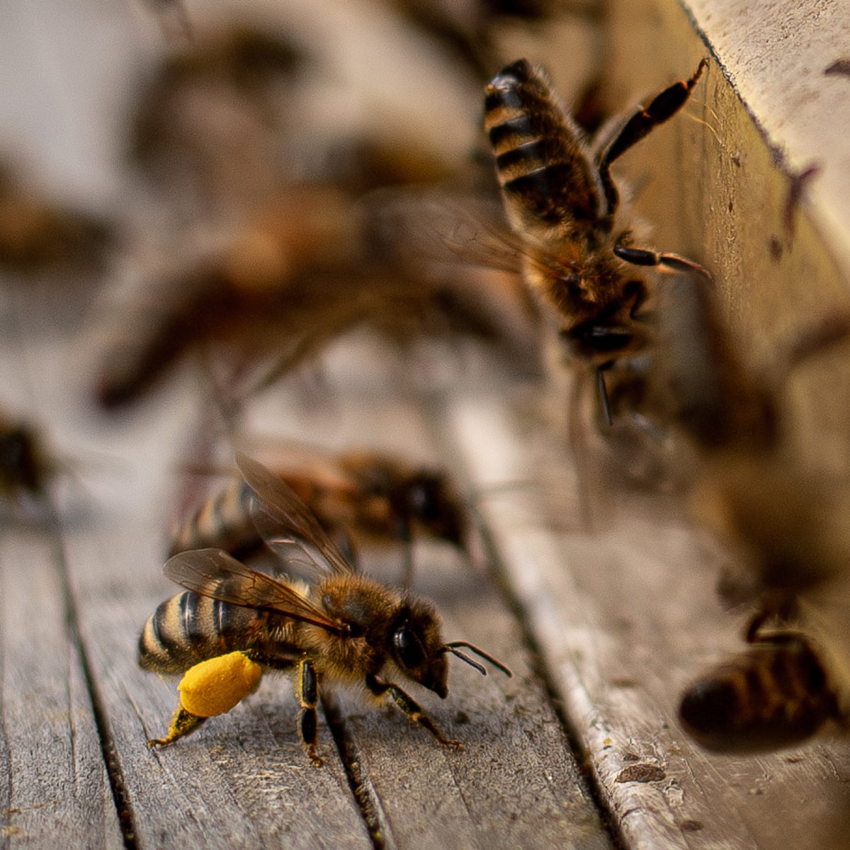 Us Honeybees Suffer Second Deadliest Season On Record | Bees | The Guardian