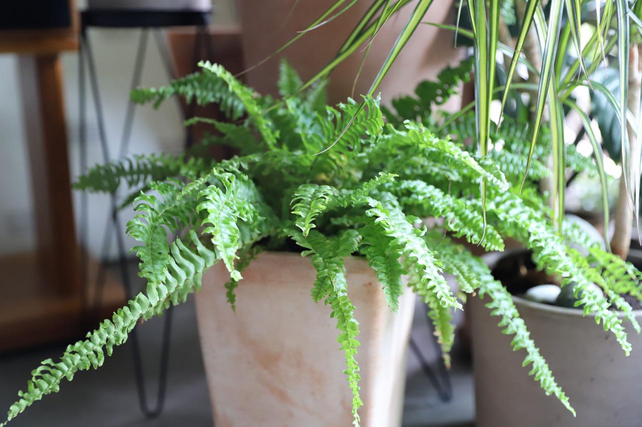 Growing Boston Fern: How To Care For Your Nephrolepis Exaltata | Bbc  Gardeners World Magazine