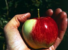 Apple - Wikipedia