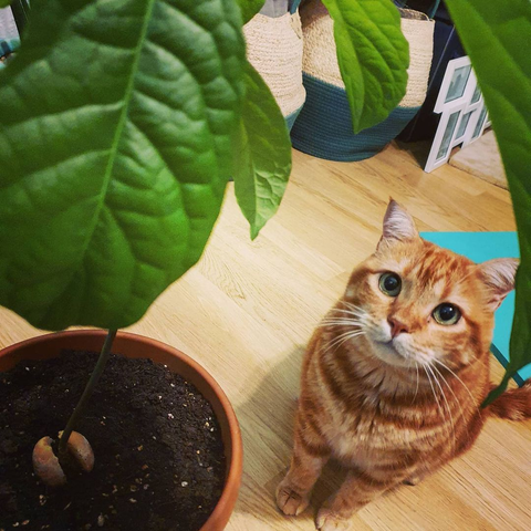 Can Cats Eat Avocado? All You Need To Know