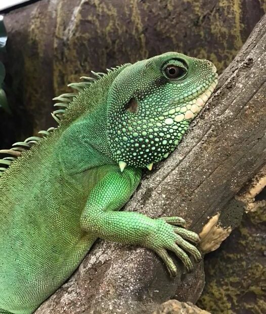 Chinese Water Dragon – Exotic Pets