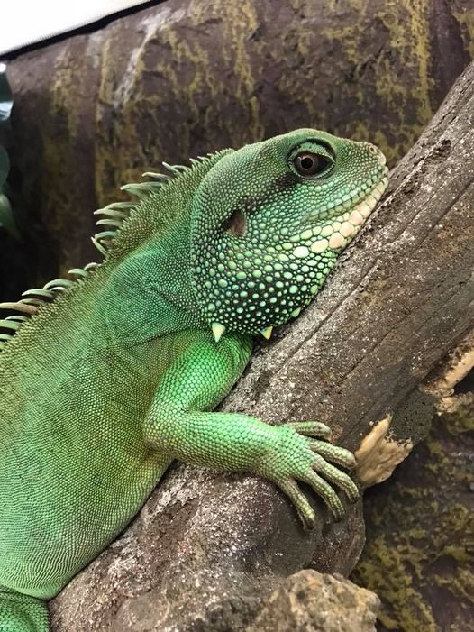 Chinese Water Dragon – Exotic Pets