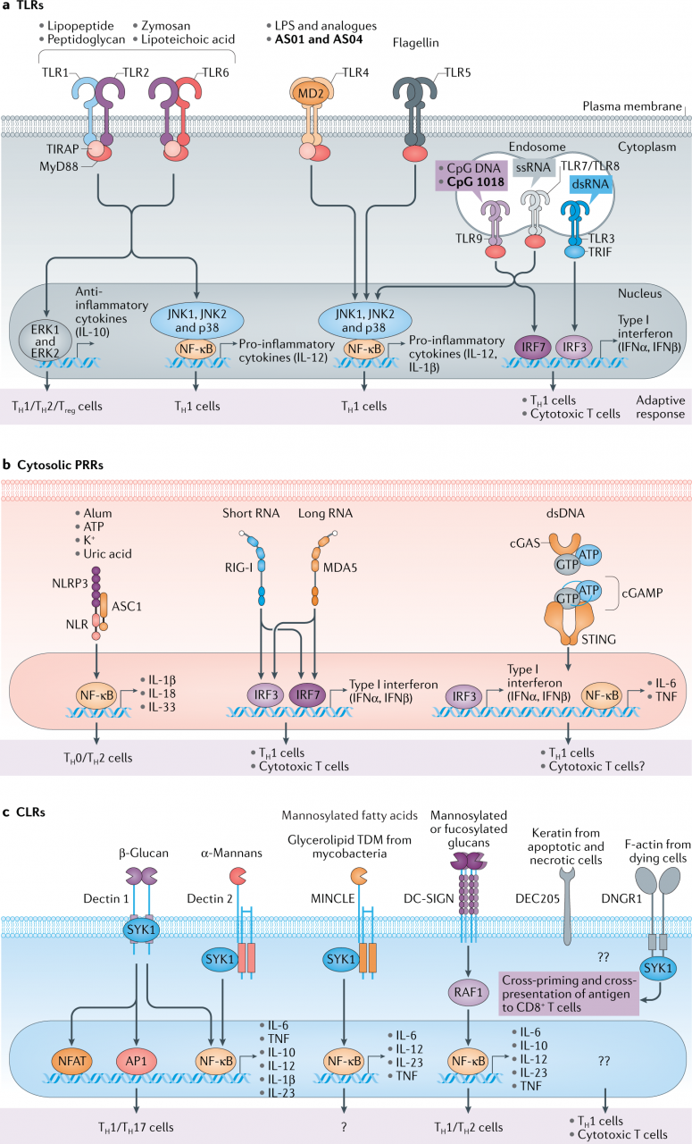 Emerging Concepts In The Science Of Vaccine Adjuvants | Nature Reviews Drug  Discovery