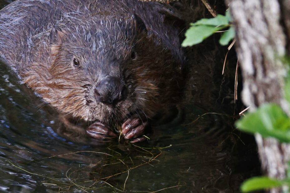 Beavers To Be Given Legal Protection In England | Wildlife | The Guardian