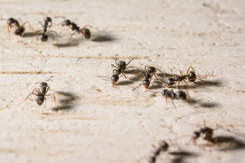 12 Scents That Ants Hate (And How To Use Them) - Pest Pointers