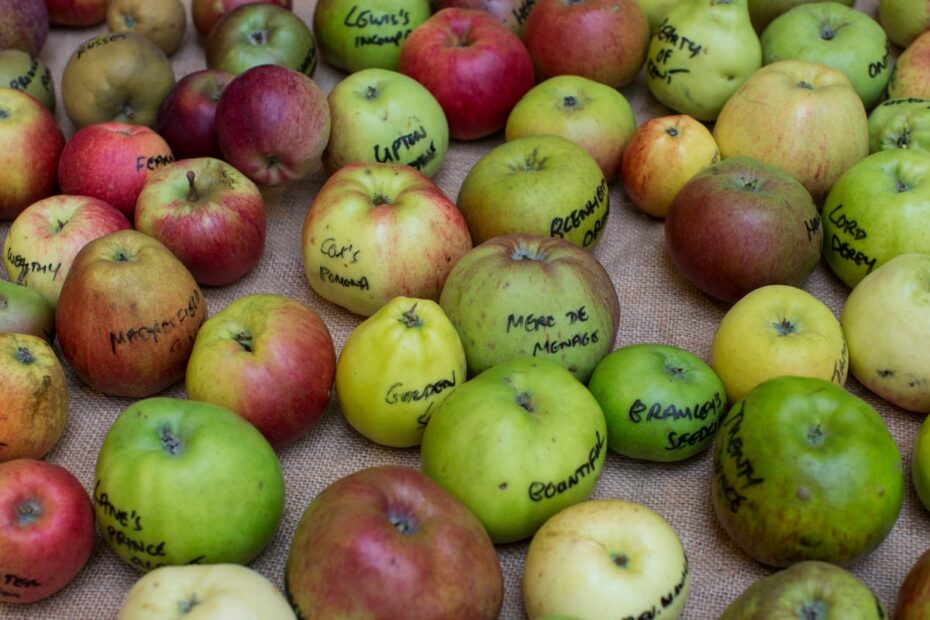 Geneticists Trace Humble Apple'S Exotic Lineage All The Way To The Silk  Road | Genetics | The Guardian