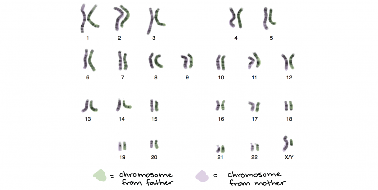 Chromosomes (Article) | Cell Cycle | Khan Academy