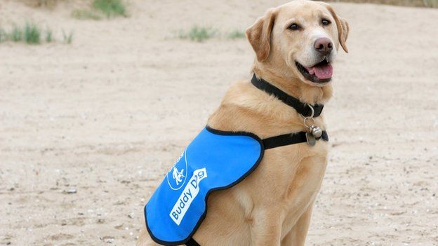 Assistance Dogs: How To Spot Them - Bbc News