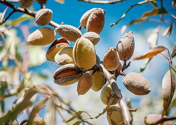 Almonds In California: They Use Up A Lot Of Water, But They Deserve A Place  In California'S Future.