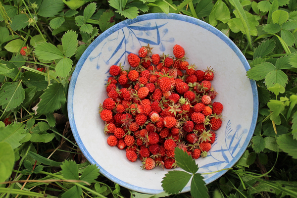 Alpine Strawberries: Wild Foraging And Growing Your Own