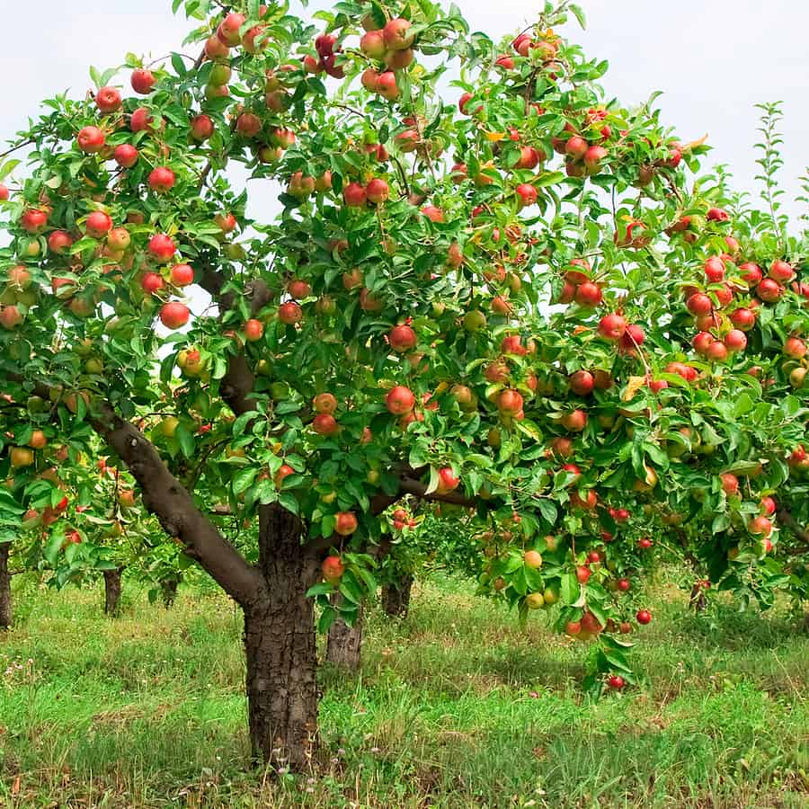 How To Grow Apples - Harvest To Table