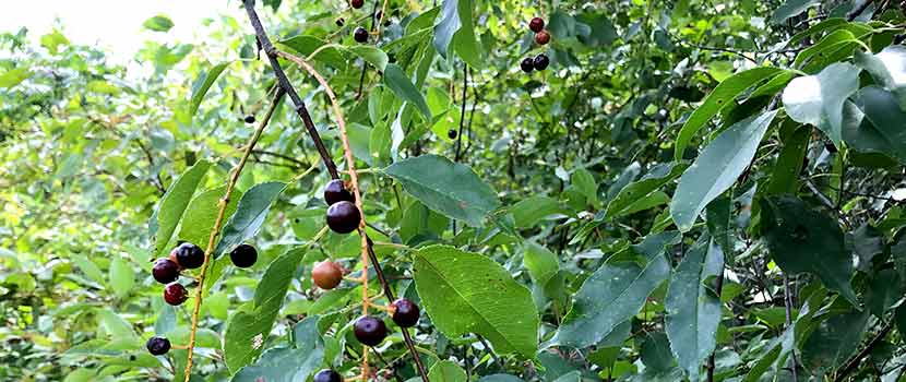 Species Spotlight: Black Cherry | Three Rivers Park District