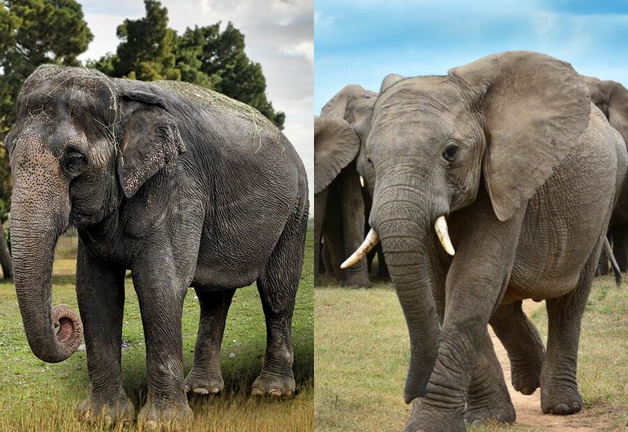 What'S The Difference Between Asian And African Elephants? | Britannica