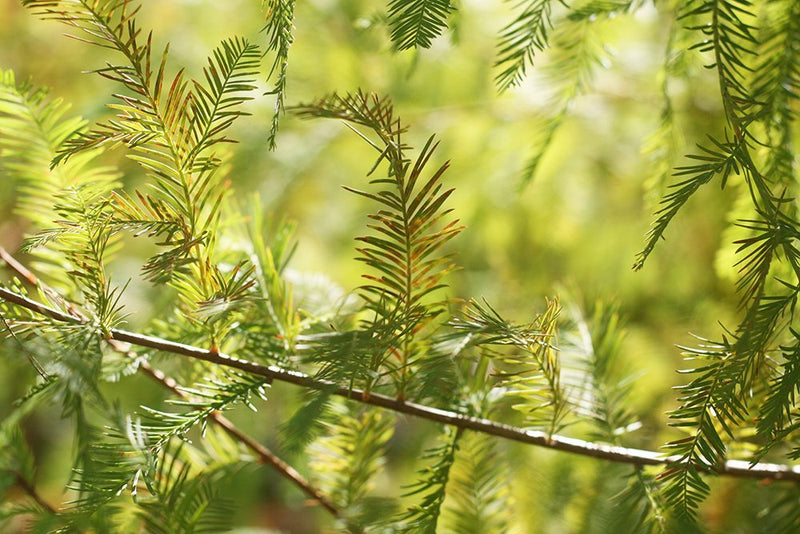 Bald Cypress Trees For Sale | Perfect Plants – Perfect Plants Nursery