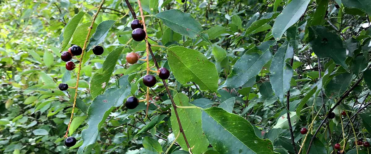 Species Spotlight: Black Cherry | Three Rivers Park District