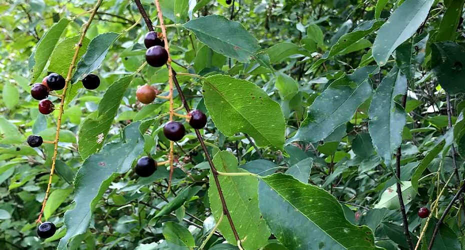 Species Spotlight: Black Cherry | Three Rivers Park District