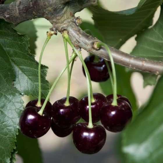 Black Tartarian Cherry Tree - Minneopa Orchards