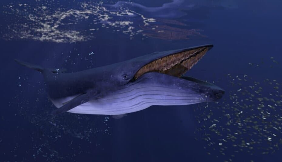 Are Blue Whales Endangered? - Az Animals