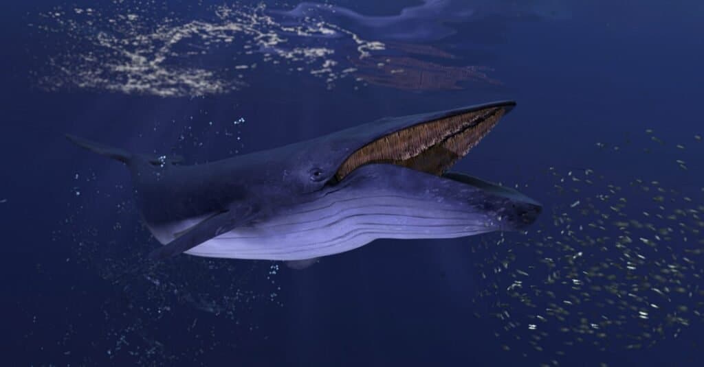 Are Blue Whales Endangered? - Az Animals