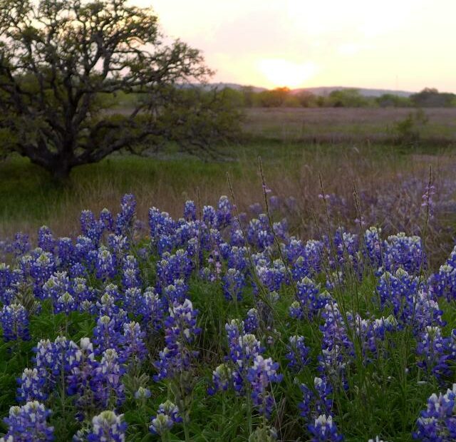 Find Texas Bluebonnets & Wildflowers In Fredericksburg, Tx