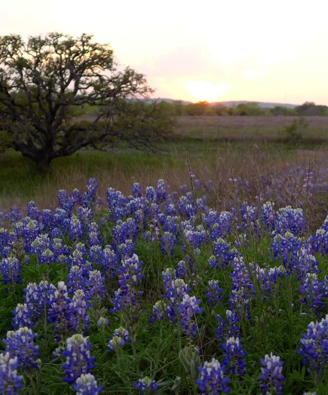 Find Texas Bluebonnets & Wildflowers In Fredericksburg, Tx