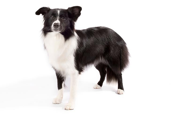 Border Collie Dog Breed Information