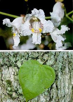 Catalpa - Wikipedia