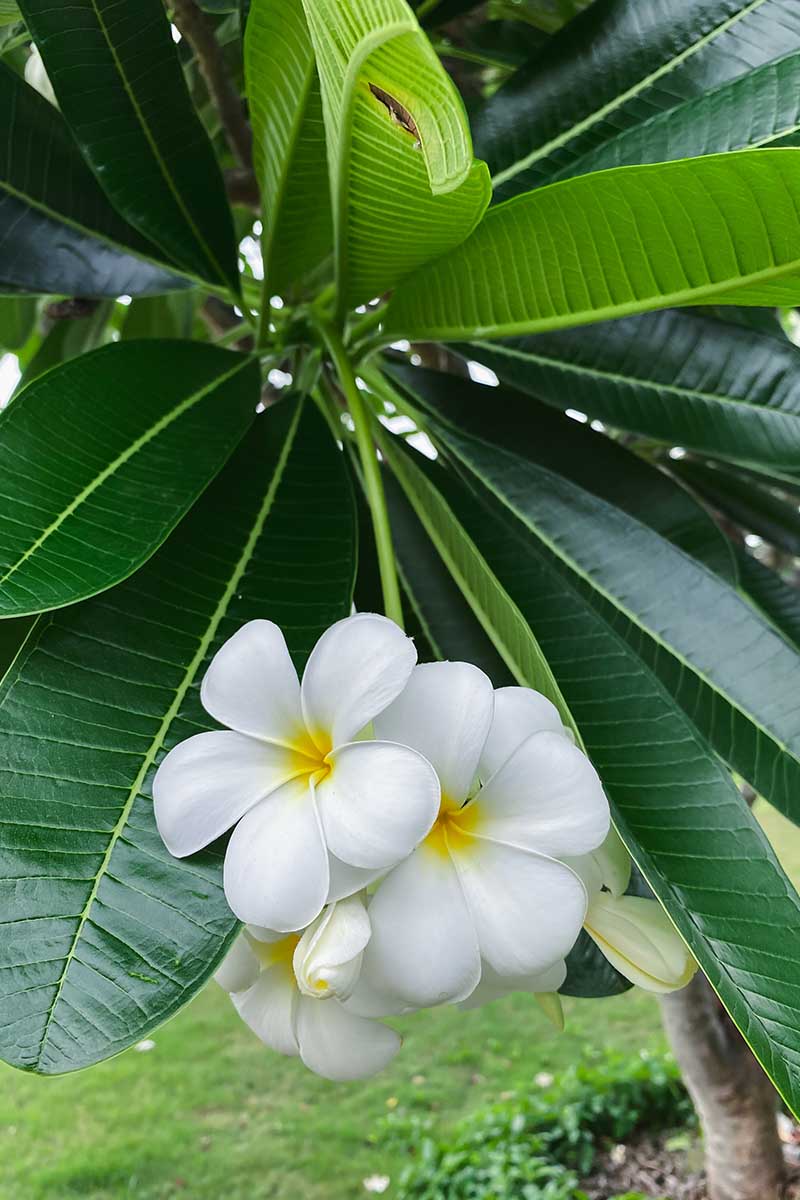 Growing Plumeria: How To Care For Frangipani | Gardener'S Path