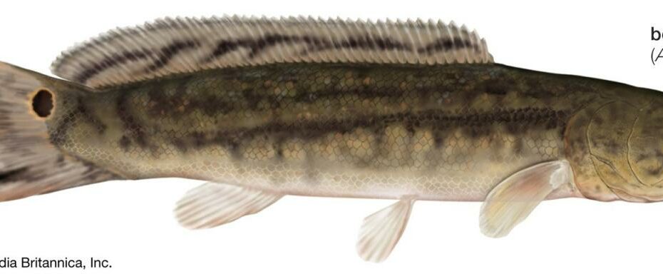 Bowfin | Description, Habitat, & Facts | Britannica