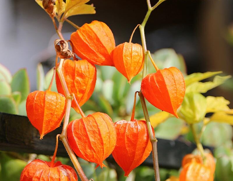 How To Control Invasive Chinese Lantern Plants | Gardener'S Path