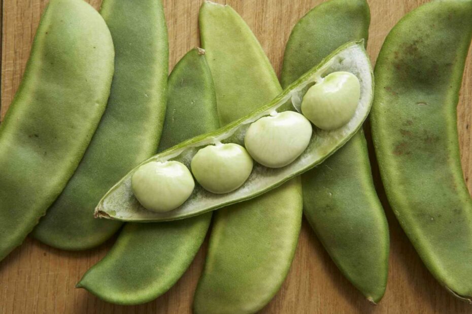 How To Grow Lima Beans