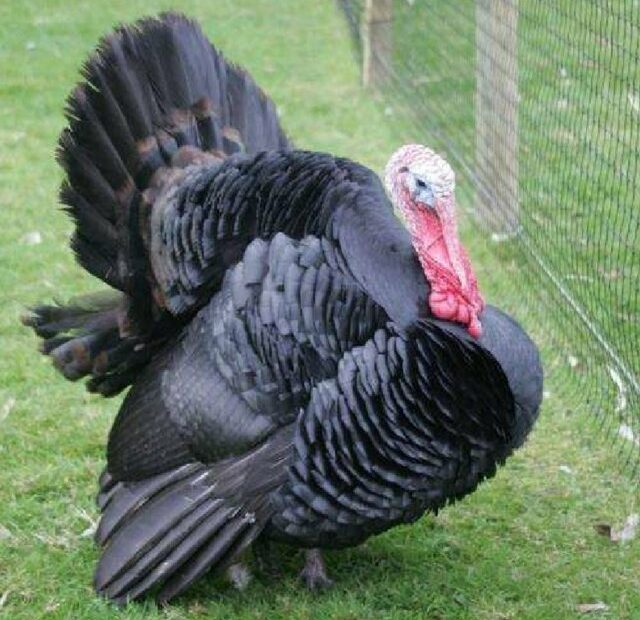 Norfolk Black Turkey Breed Profile - Sustainable Agriculture