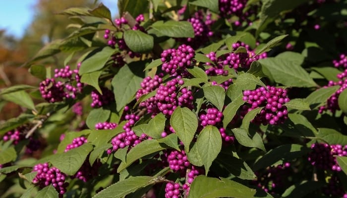 Is Purple Beautyberry Edible? How To Enjoy This Wild Berry