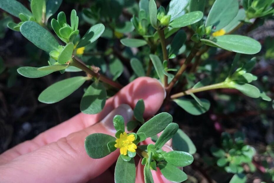 Purslane, The Summer Edible Weed That Gives So Much — Wild Plants,  Foraging, Food, Art And Culture