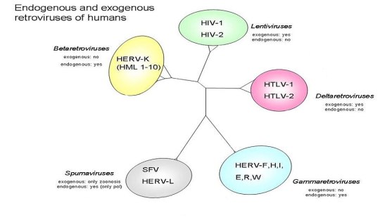 What Is The Difference Between Rna Viruses And Retroviruses | Compare The  Difference Between Similar Terms