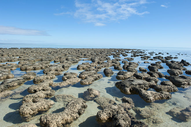 What Was The First Life On Earth? | Live Science