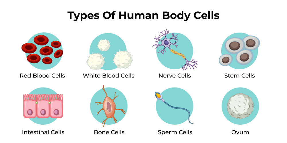 What Are Living Organisms Made Up Of? - Geeksforgeeks