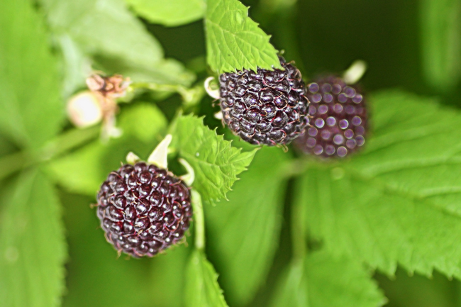 Who Pollinates Wild Black Raspberries? - Honey Bee Suite